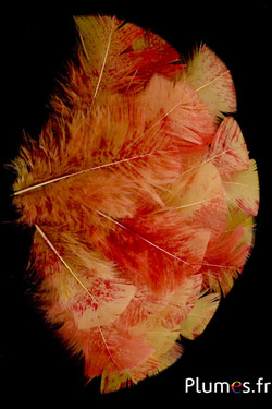 Dinde mouchetée couleur carmin - 6-8 cm - curry